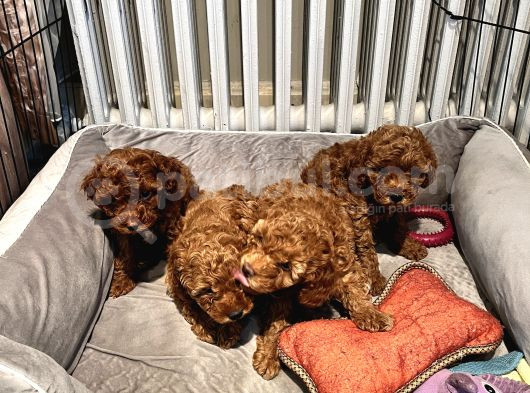 Evde Doğan 7 Haftalık Toy Poodle Yavruları görsel