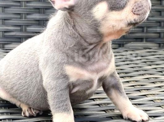 Frenchbulldog Exotic Renkler Lilac Tan Mavi Göz Blue görsel