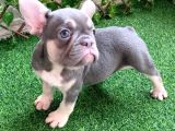 Frenchbulldog exotic renkler Lilac tan mavi göz blue
