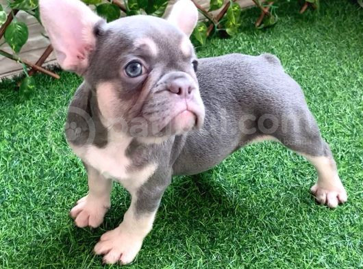 Frenchbulldog Exotic Renkler Lilac Tan Mavi Göz Blue