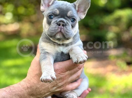 Frenchbulldog Exotic Renkler Lilac Tan Mavi Göz Blue görsel
