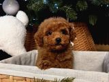 YILBAŞI BEBEKLERİ TOY POODLE YAVRULARI