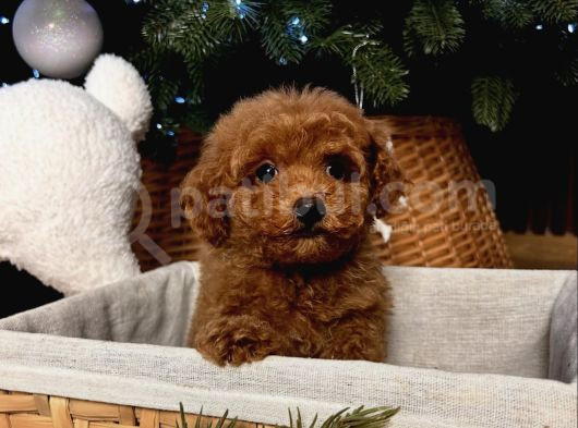 Yilbaşi Bebekleri̇ Toy Poodle Yavrulari