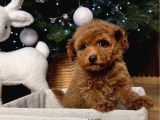 Yilbaşi Bebekleri̇ Toy Poodle Yavrulari