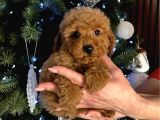 Irk Garanti̇li̇ Toy Poodle Yavrular