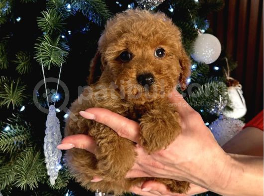 Irk Garanti̇li̇ Toy Poodle Yavrular görsel