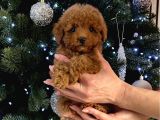 IRK GARANTİLİ TOY POODLE YAVRULAR