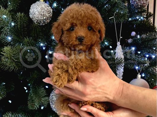 Irk Garanti̇li̇ Toy Poodle Yavrular