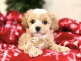 SAFKAN MALTİPOO YAVRULARI