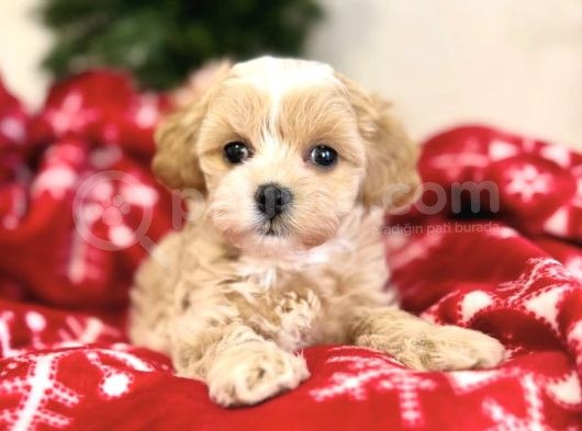 Safkan Malti̇poo Yavrulari