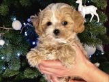 Safkan Malti̇poo Yavrulari