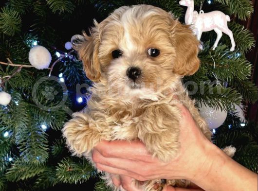Safkan Malti̇poo Yavrulari görsel