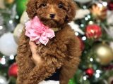 BİBLO TOY POODLE YAVRULARI