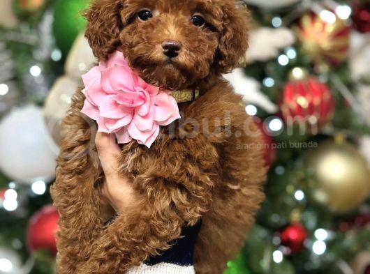 Bi̇blo Toy Poodle Yavrulari