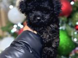 SAFKAN SİYAH TOY POODLE BEBEKLER