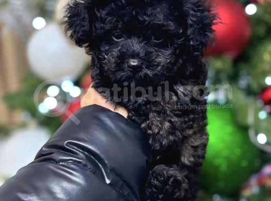 Safkan Si̇yah Toy Poodle Bebekler