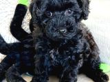 IRK GARANTİLİ SİYAH TOY POODLE