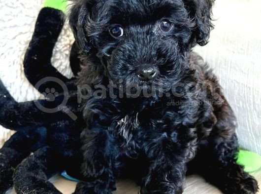 Irk Garanti̇li̇ Si̇yah Toy Poodle
