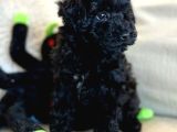 Irk Garanti̇li̇ Si̇yah Toy Poodle