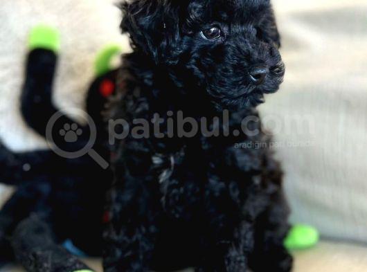 Irk Garanti̇li̇ Si̇yah Toy Poodle görsel