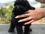 Safkan Si̇yah Toy Poodle Bebekler