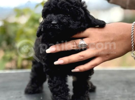 Safkan Si̇yah Toy Poodle Bebekler görsel