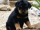 SAFKAN ROTTWEİLER YAVRULAR