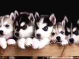 En İyi̇si̇ni̇ Arayanlar İçi̇n Husky Yavrularimiz