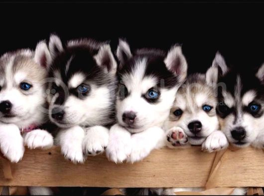 En İyi̇si̇ni̇ Arayanlar İçi̇n Husky Yavrularimiz görsel