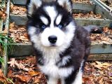 En İyi̇si̇ni̇ Arayanlar İçi̇n Husky Yavrularimiz