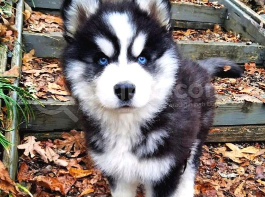 En İyi̇si̇ni̇ Arayanlar İçi̇n Husky Yavrularimiz görsel