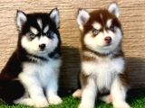 EN İYİSİNİ ARAYANLAR İÇİN HUSKY YAVRULARIMIZ