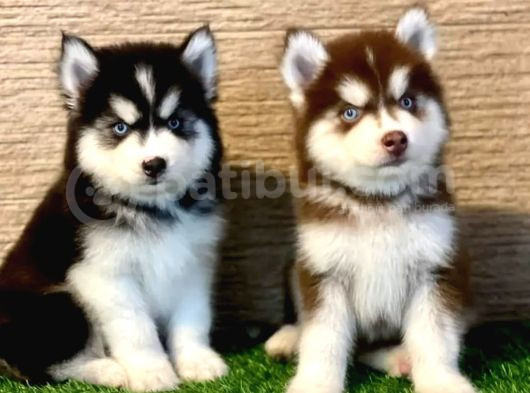 En İyi̇si̇ni̇ Arayanlar İçi̇n Husky Yavrularimiz