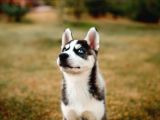 HUSKY SİBİRYA KURDU YAVRULARIMIZ