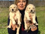 Muhteşem Jumbo Golden Retriever Yavrularımız