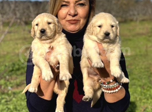 Muhteşem Jumbo Golden Retriever Yavrularımız görsel