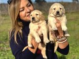 Muhteşem Jumbo Golden Retriever Yavrularımız