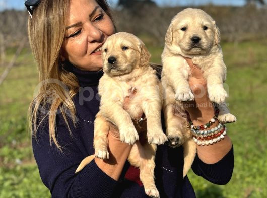 Muhteşem Jumbo Golden Retriever Yavrularımız görsel