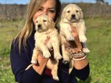 Muhteşem Jumbo Golden Retriever Yavrularımız
