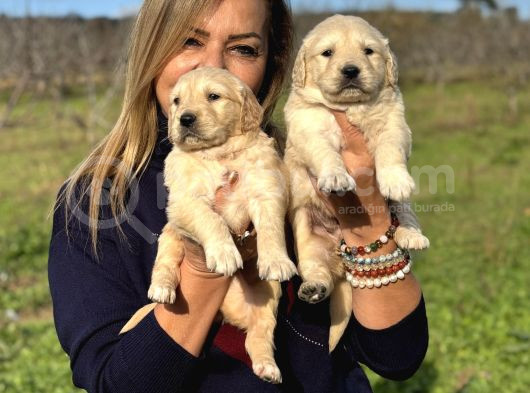 Muhteşem Jumbo Golden Retriever Yavrularımız görsel
