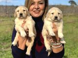 Muhteşem Jumbo Golden Retriever Yavrularımız
