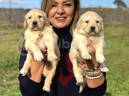 Muhteşem Jumbo Golden Retriever Yavrularımız görsel
