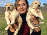 Muhteşem Jumbo Golden Retriever Yavrularımız