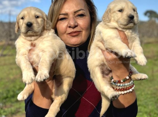 Muhteşem Jumbo Golden Retriever Yavrularımız görsel