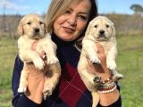 Muhteşem jumbo Golden Retriever Yavrularımız