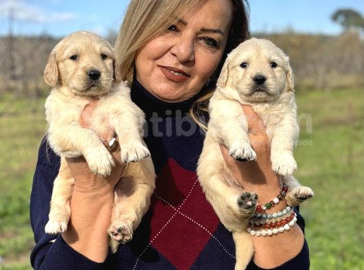 Muhteşem jumbo Golden Retriever Yavrularımız