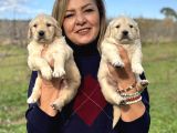 Muhteşem Jumbo Golden Retriever Yavrularımız