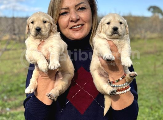 Muhteşem Jumbo Golden Retriever Yavrularımız görsel