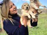 Muhteşem Jumbo Golden Retriever Yavrularımız