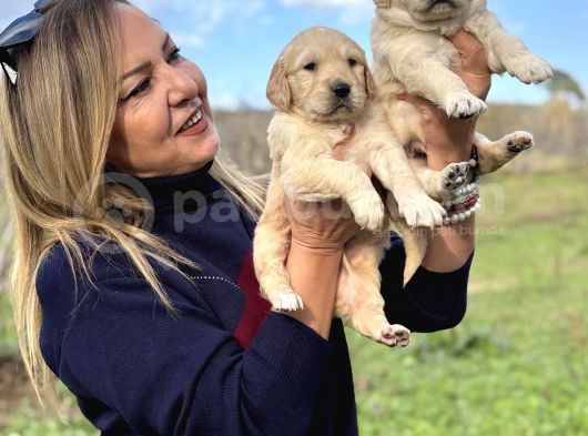 Muhteşem Jumbo Golden Retriever Yavrularımız görsel